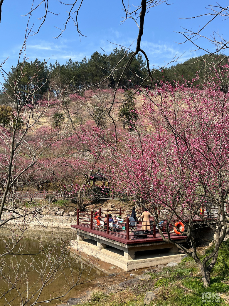 天花板級(jí)別的梅園--吉山梅園