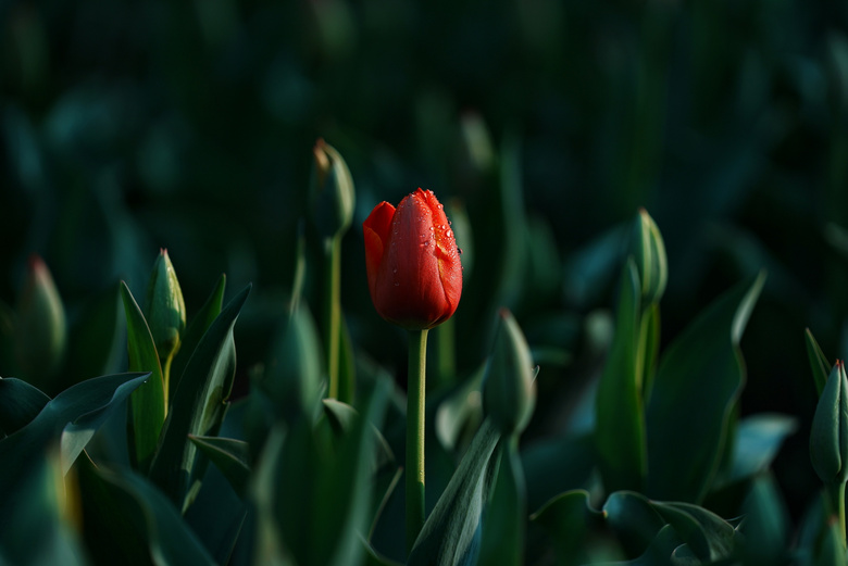 ܰ