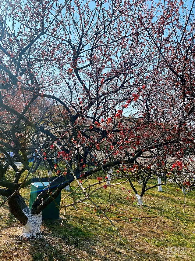 ɽp÷