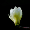 һİm