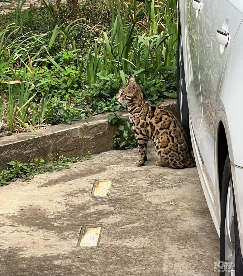 好看