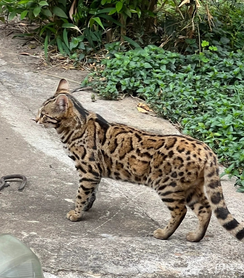 好看