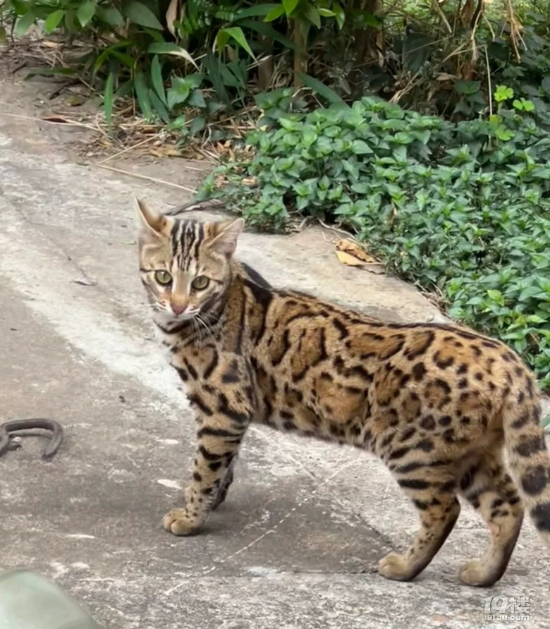好看