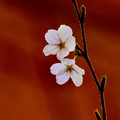 鿴ß