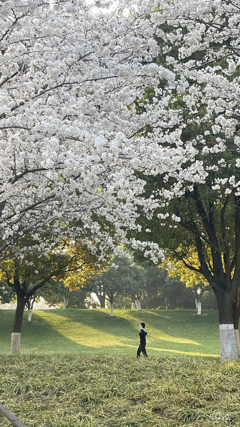 桐鄉(xiāng)櫻花也絢爛，落“櫻”繽紛，鳳凰湖櫻花隨拍，還有垂絲海棠。