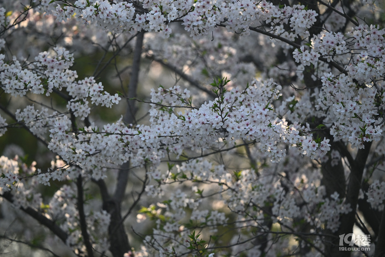 桐鄉(xiāng)櫻花也絢爛，落“櫻”繽紛，鳳凰湖櫻花隨拍，還有垂絲海棠。