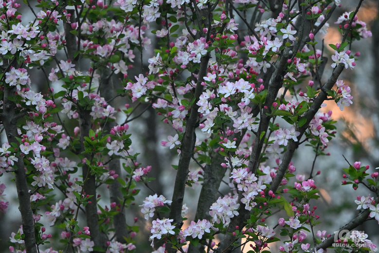 桐鄉(xiāng)櫻花也絢爛，落“櫻”繽紛，鳳凰湖櫻花隨拍，還有垂絲海棠。