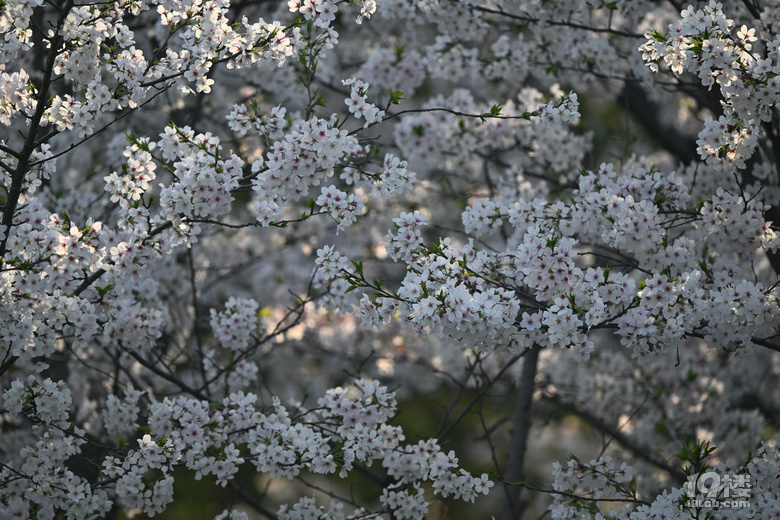 桐鄉(xiāng)櫻花也絢爛，落“櫻”繽紛，鳳凰湖櫻花隨拍，還有垂絲海棠。