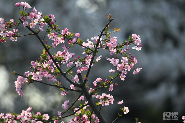 桐鄉(xiāng)櫻花也絢爛，落“櫻”繽紛，鳳凰湖櫻花隨拍，還有垂絲海棠。