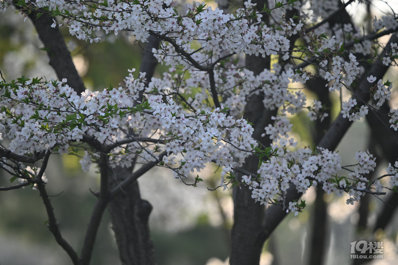 桐鄉(xiāng)櫻花也絢爛，落“櫻”繽紛，鳳凰湖櫻花隨拍，還有垂絲海棠。