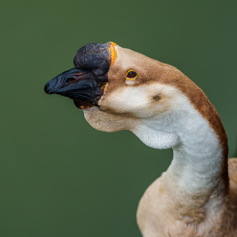 ǽ