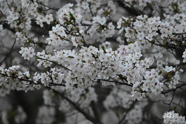 桐鄉(xiāng)櫻花也絢爛，落“櫻”繽紛，鳳凰湖櫻花隨拍，還有垂絲海棠。