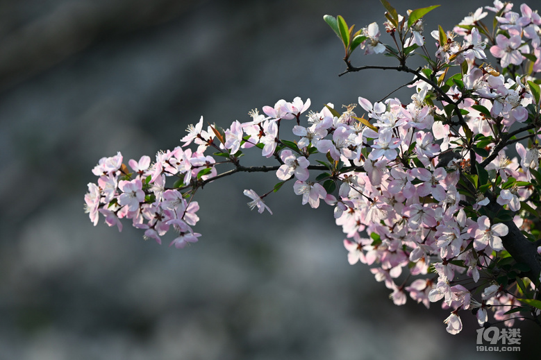 桐鄉(xiāng)櫻花也絢爛，落“櫻”繽紛，鳳凰湖櫻花隨拍，還有垂絲海棠。