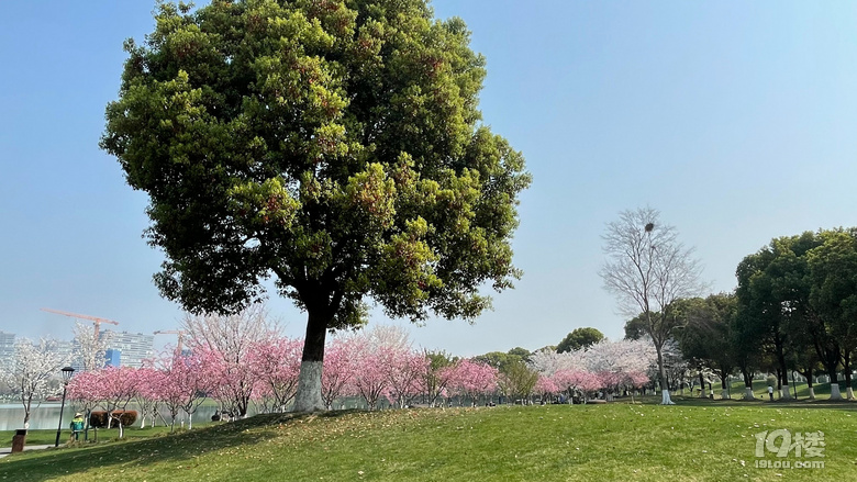 桐鄉(xiāng)櫻花也絢爛，落“櫻”繽紛，鳳凰湖櫻花隨拍，還有垂絲海棠。