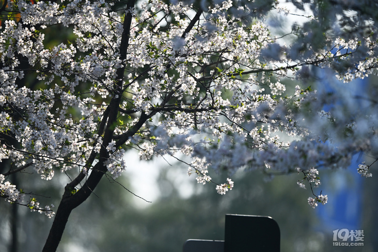桐鄉(xiāng)櫻花也絢爛，落“櫻”繽紛，鳳凰湖櫻花隨拍，還有垂絲海棠。
