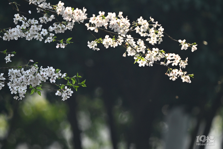 桐鄉(xiāng)櫻花也絢爛，落“櫻”繽紛，鳳凰湖櫻花隨拍，還有垂絲海棠。