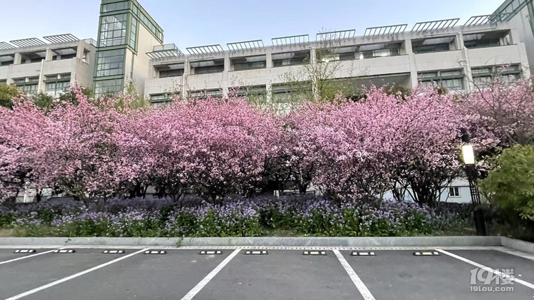 桐鄉(xiāng)櫻花也絢爛，落“櫻”繽紛，鳳凰湖櫻花隨拍，還有垂絲海棠。