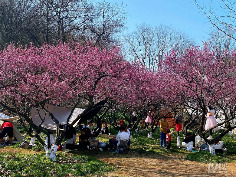 成長(zhǎng)日記（三十四）之2025.3（超山、太子灣公園）