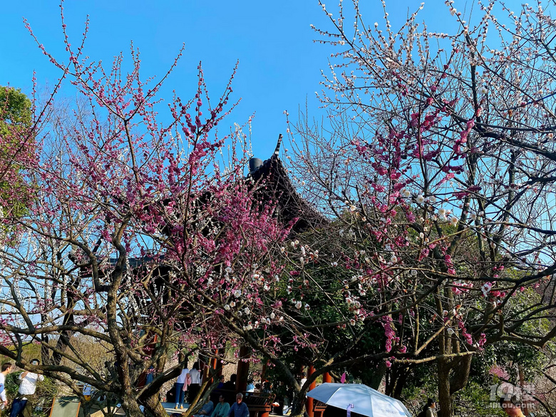 成長(zhǎng)日記（三十四）之2025.3（超山、太子灣公園）