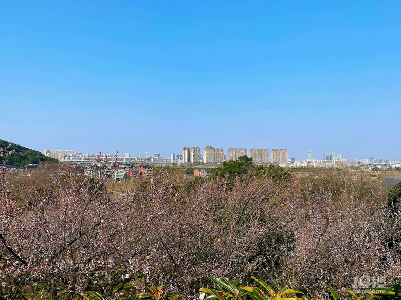 成長(zhǎng)日記（三十四）之2025.3（超山、太子灣公園）