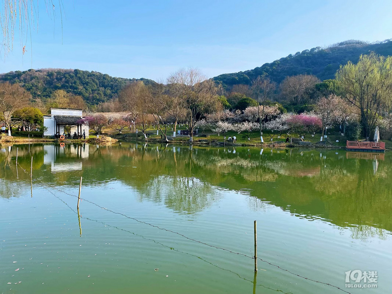 成長(zhǎng)日記（三十四）之2025.3（超山、太子灣公園）