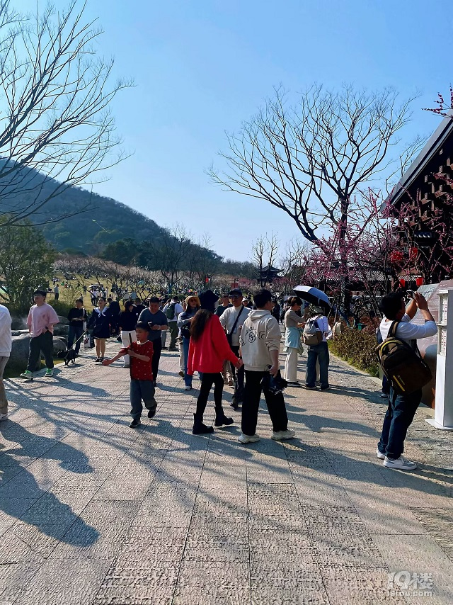 成長(zhǎng)日記（三十四）之2025.3（超山、太子灣公園）