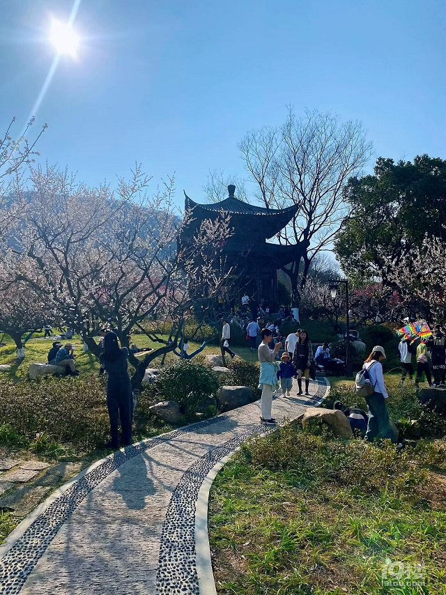 成長(zhǎng)日記（三十四）之2025.3（超山、太子灣公園）