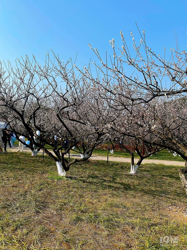 成長(zhǎng)日記（三十四）之2025.3（超山、太子灣公園）