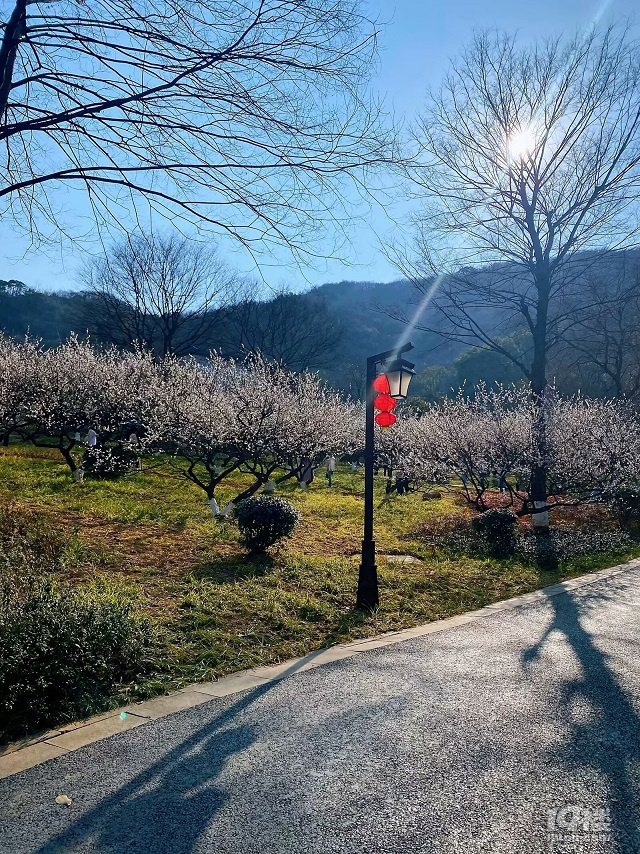 成長(zhǎng)日記（三十四）之2025.3（超山、太子灣公園）