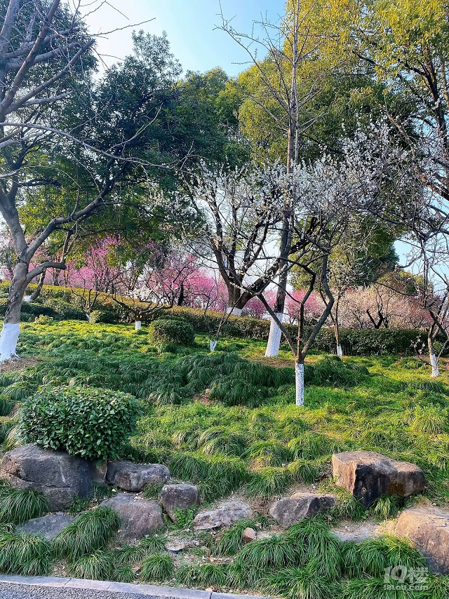 成長(zhǎng)日記（三十四）之2025.3（超山、太子灣公園）