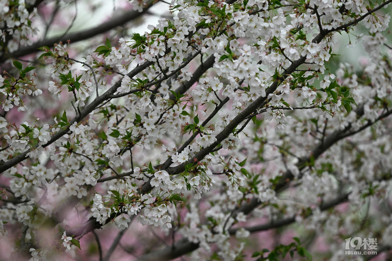 桐鄉(xiāng)櫻花也絢爛，落“櫻”繽紛，鳳凰湖櫻花隨拍，還有垂絲海棠。