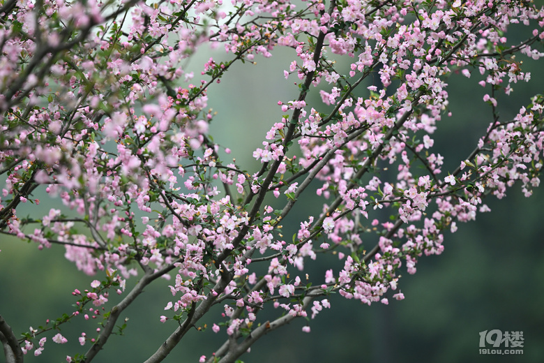 桐鄉(xiāng)櫻花也絢爛，落“櫻”繽紛，鳳凰湖櫻花隨拍，還有垂絲海棠。