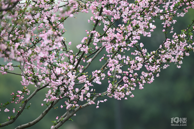桐鄉(xiāng)櫻花也絢爛，落“櫻”繽紛，鳳凰湖櫻花隨拍，還有垂絲海棠。