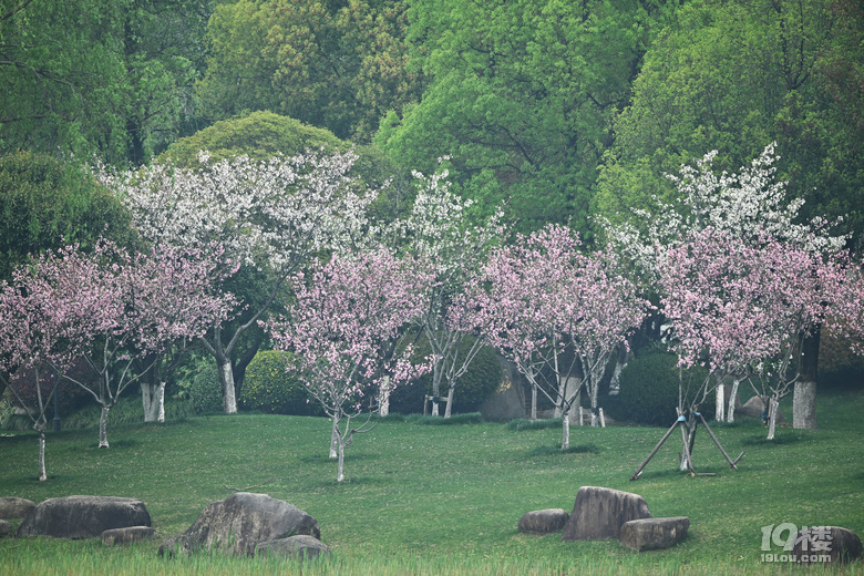 桐鄉(xiāng)櫻花也絢爛，落“櫻”繽紛，鳳凰湖櫻花隨拍，還有垂絲海棠。