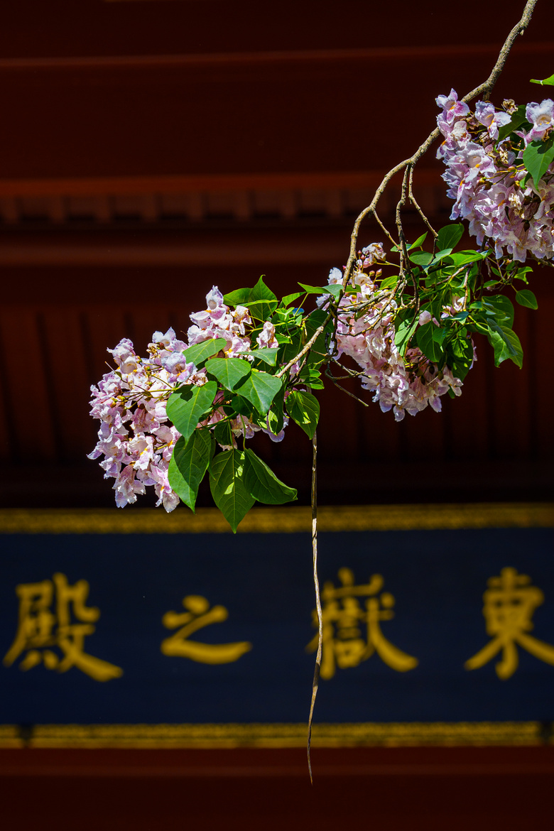 鱘_