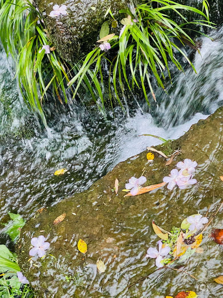 ɽҰg