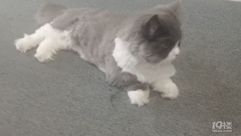 ѽ