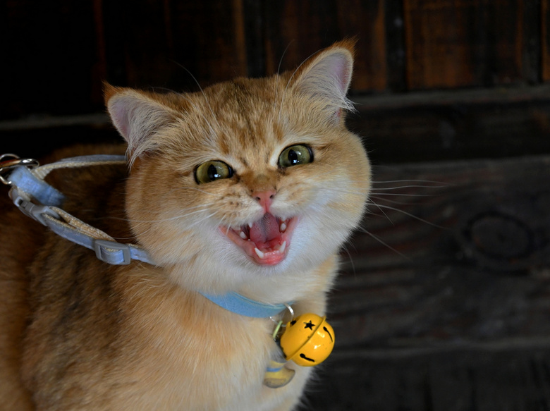 С؈