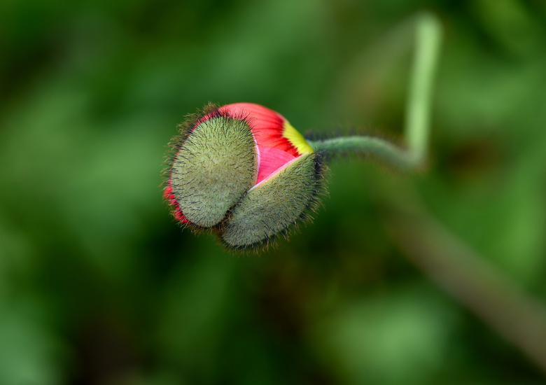 ˡ