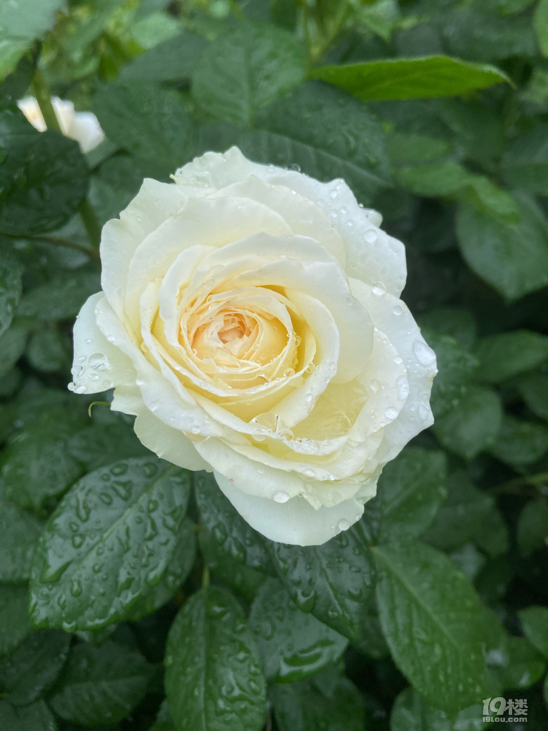 (ji)޶