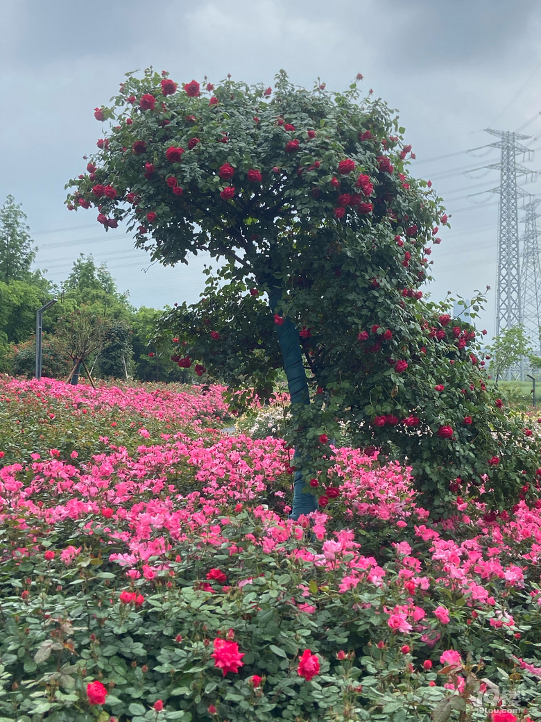(ji)޶