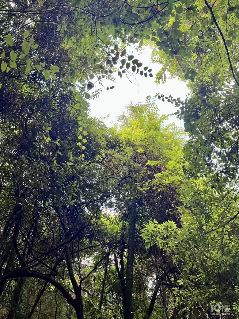 ɽؾ_l(f)^(q)