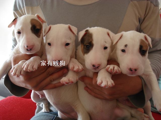 贱狗啊呜。超级口爱。-家有宠物-杭州19楼