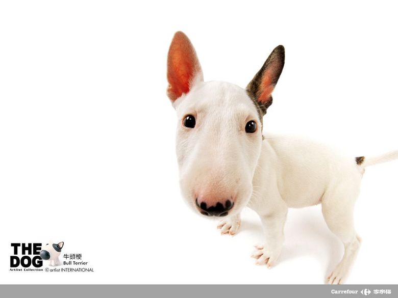 贱狗啊呜。。。超级口爱。。。-家有宠物-杭州19楼