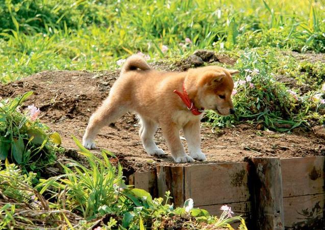 《心动奇迹》 感人泪下的动物温情片 根据真事