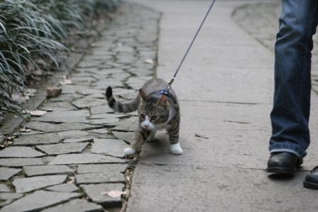 新年第一溜(人家溜狗,我来溜猫),显显我家的咪咪!-家有宠物-杭州19楼