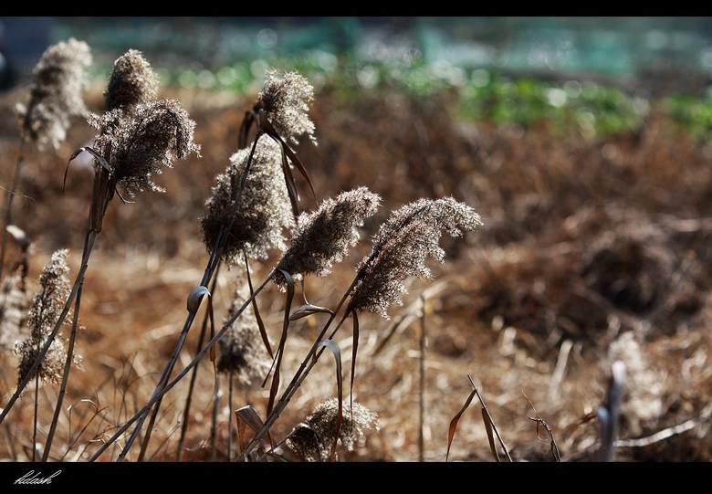过年家里边上一垃圾堆拍的。-19摄区-杭州19楼