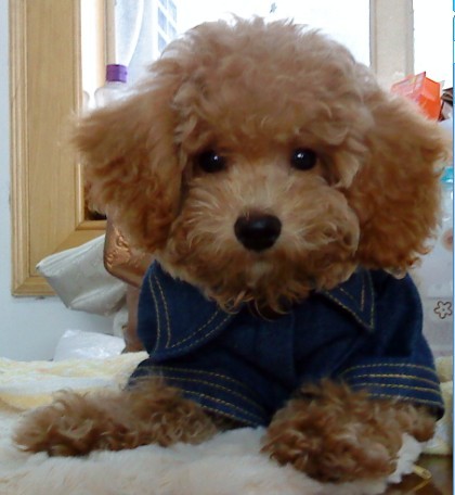 玩具!玩具大联盟!很多玩具照片!-家有宠物-杭州