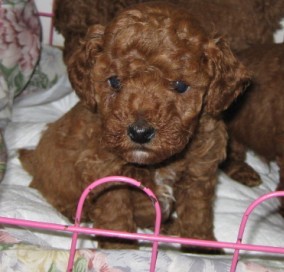 玩具!玩具大联盟!很多玩具照片!-家有宠物-杭州