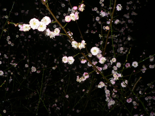 雨夜观梅不样景-行行色色-户外运动-杭州19楼